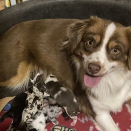 Hot Potato - Miniature Australian Shepherd