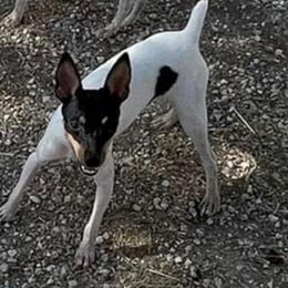 Hiles Tohru Crazy Supreme - Toy Fox Terrier