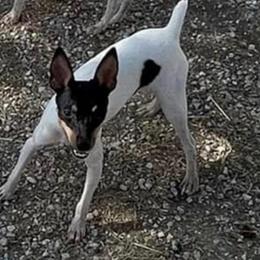 Hiles Tohru Crazy Supreme - Toy Fox Terrier
