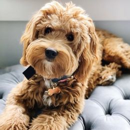 Goldendoodles and Sheepadoodles from Utah Doodles