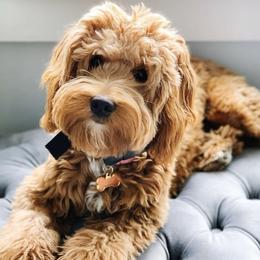 Goldendoodles and Sheepadoodles from Utah Doodles