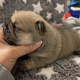 Nugget - Fawn and white female French Bulldog puppy in Kerens, West Virginia from Leather & Lace