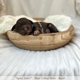 Basil - Merle male Labradoodle puppy in Newark, Ohio from Raising Doodles