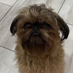 Brussels Griffons from 5C Brussels Griffons