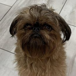 Brussels Griffons from 5C Brussels Griffons