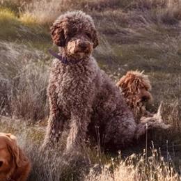 Sophie - Merle female Goldendoodle puppy in Millville, California from Hope Lane Kennels