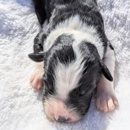 Purple collar - Black and white female Aussiedoodle puppy in Coulee City, Washington from Mr and Mrs Doodle Farm