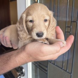 Dachshund Puppies from Loveland Doxies