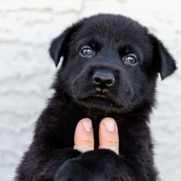 Ice - Black male German Shepherd puppy in Surprise, Arizona from Vom Wustefeuer German Shepherds