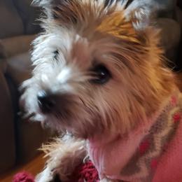 Cairn Terrier Puppies from Elam Acres Cairn Terriers