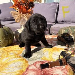 Yellow - Black female Labrador Retriever puppy in Talking Rock, Georgia from Bethel Woods Kennels