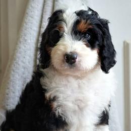 Willow - Tri-color female Bernedoodle puppy in Folsom, Louisiana from DoodlesFarmCo