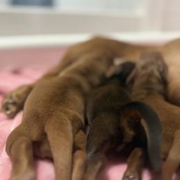 Dachshund Puppies from Mini Dachshund Collection
