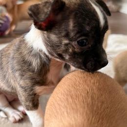 Darcy - Black sabled fawn female Chihuahua puppy in Sherwood, Arkansas from Bartelt Breeders