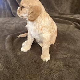 Cavapoo Puppies from The love of Cavapoos