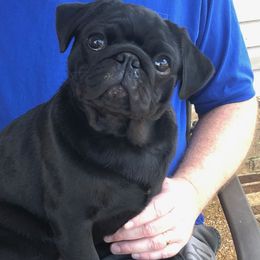 Alastor - Pug