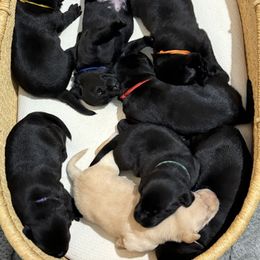 Labrador Retriever Puppies from Meadow Pond Retrievers