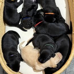 Labrador Retriever Puppies from Meadow Pond Retrievers