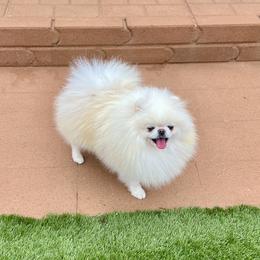 Marcel - White male Pomeranian puppy in Hot Springs, Arkansas from Pomeranian Empire