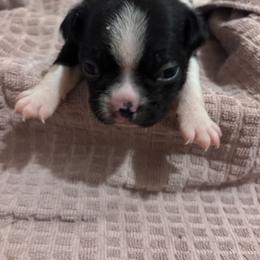 Jerry - Black and white male Boston Terrier puppy in Spartanburg, South Carolina from Sassy Pap Farms