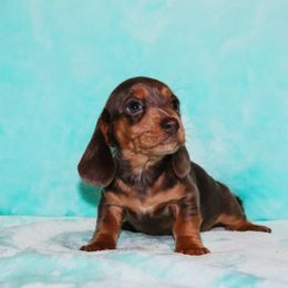 Blue Tan Male 3 - Gray (blue) and tan male Dachshund puppy in Coldwater, Mississippi from Mississippi Shorties Miniature Dachshunds
