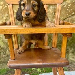 Shaded Red Male - Red male Dachshund puppy in Ozark, Alabama from Honey Hill Dachshunds