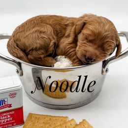 Noodle - Red  female Goldendoodle puppy in Mecklenburg County, North Carolina from Rustic Road Doodles