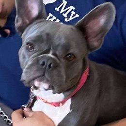 French Bulldogs from Rockin J French bulldogs