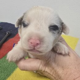 Thunder - Blue merle and white male American Corgi puppy in Lithia, Florida from Diamondcrest Inc