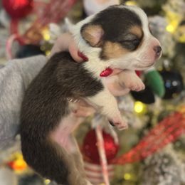 Jade - Gray and white female American Corgi puppy in East Oakdale, California from Rhettro Kennels