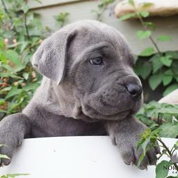 Boy 1 - Gray brindle male Cane Corso puppy in Emmett, Idaho from NorthWood’s Cane Corso