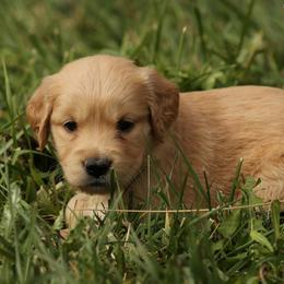 Violet's Lime Green Girl - Golden female Golden Retriever puppy in Idaho Falls, Idaho from Once Upon A Dream Kennels