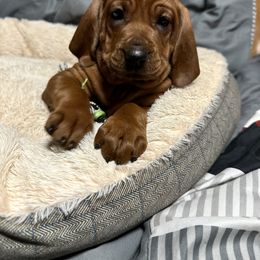 Redbone Coonhound Puppies from Shannon Family Redbone Coonhounds