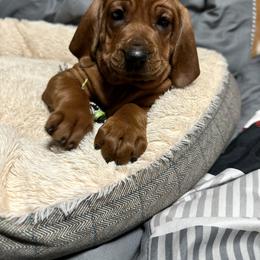 Redbone Coonhound Puppies from Shannon Family Redbone Coonhounds
