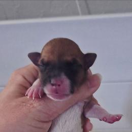 Daisy - Red white and sable female Rat Terrier puppy in Webb City, Missouri from Rocking 4C