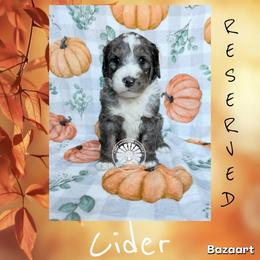 Cider - Merle female Bernedoodle puppy in Godwin, North Carolina from Farm Sweet Farm Doodles