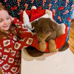 Murphy - Red tri-color male Australian Shepherd puppy in Cherry Grove, Oregon from TLC Dream and Pureland Australian Shepherds