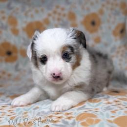 Pookie - Blue merle female Toy Australian Shepherd puppy in Liberty Hill, Texas from Pistol Paws Aussies