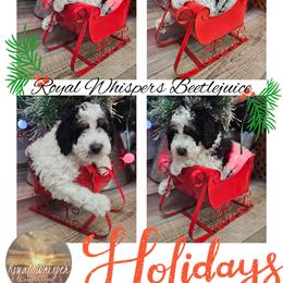 American Hairless Terrier and Poodle Puppies from All Around Royalty & Royal Whisper Companions
