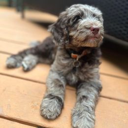 Australian Labradoodle Puppies from Aurora Australian Labradoodles