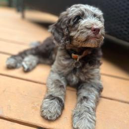 Australian Labradoodle Puppies from Aurora Australian Labradoodles