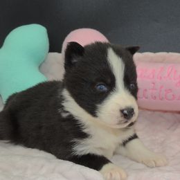 Pomsky and Siberian Husky Puppies from Beastly Beauties Huskies & Pomskies