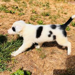 Donna - Border Collie puppy from Breezy Acres Stock & Sporting Dogs