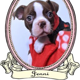 Baby Jenni - Red female Boston Terrier puppy in Kingsport, Tennessee from Sleepwalker Bostons