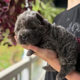 Stormy Ash - Blue female Chinese Shar-Pei puppy in Auburn, Kansas from Justin's Chinese Shar-Pei