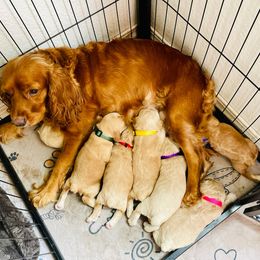 Cocker Spaniel Puppies from Cocker Spaniels