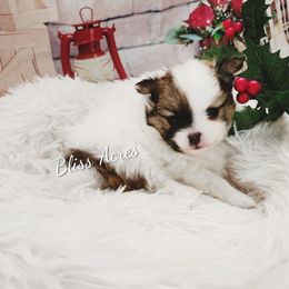 Princeton - Cream sable parti male Pomeranian puppy in Ponca City, Oklahoma from Bliss Acres Farm