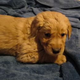 Aurora (orange collar), now Pearl - Golden female Golden Retriever puppy in Tenino, Washington from Oak River Goldens'