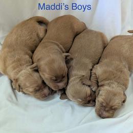 Boy 1 - Dark golden male Golden Retriever puppy in Parker, Colorado from Legacy Ranch Golden Retrievers