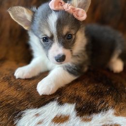 "Pink Female" Pembroke Welsh Corgi Puppies from Cactus Corgis